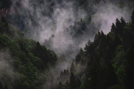 夏天顶峰惊人的雾风景山林和周围的雾格鲁吉亚拉查美丽的风景多云图片