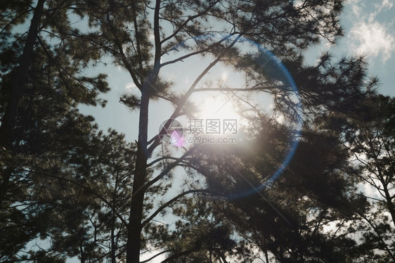 分支机构闪耀春天亚洲松林的美丽夏日景色阳光透过松枝向下照耀阳光透过森林景观中的树照耀图片