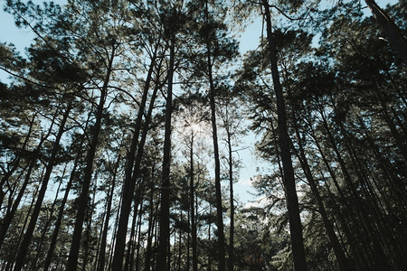 分支机构夏天亚洲松林的美丽夏日景色阳光透过松枝向下照耀阳光透过森林景观中的树照耀早晨图片