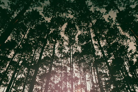 农村生态宁静亚洲松林的美丽冬景阳光透过松枝向下照耀阳光透过森林景观中的树照耀图片