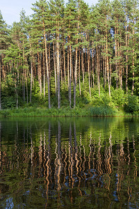 早晨镜子这些植物在夏季生长树木的反射在河岸上湖水中的绿色饱和多汁夏天图片