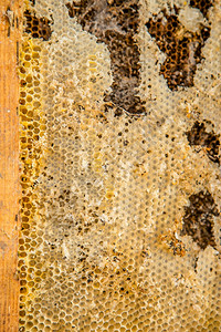从蜂蜜的巢和蜡蛾洞穴中用蜂蜜的窝蜡蛾洞和webbingBeescrap将老鸟床架从蜂蜜的巢槽中用蜡蛾洞和网维护细节损害图片