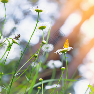 重点晴天前景在阳光明媚的一天摘取对花的专注与黄蝴蝶在黛西岛的昆虫一起对花朵进行选择关注图片