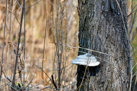 帽公园在春天森林的树干上生长了一只寄虫真菌它长在春季森林树木干上春林中阳光照耀的线下泉林树干上棕色的图片