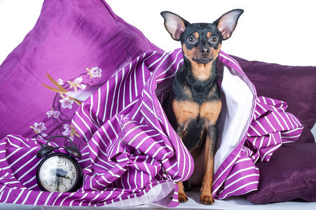 睡在床上的小狗被裹在毯子里早晨好小狗在床上的概念早玩具泰瑞尔美丽的好困图片