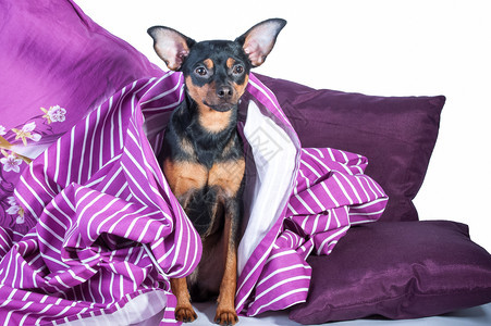 房间睡在床上的小狗被裹在毯子里早晨好小狗在床上的概念早玩具泰瑞尔休息快乐的图片