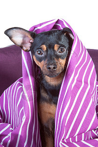 夜晚睡在床上的小狗被裹在毯子里早晨好小狗在床上的概念早玩具泰瑞尔舒适吉娃图片