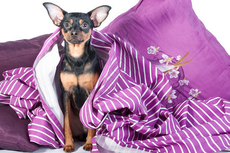 睡在床上的小狗被裹在毯子里早晨好小狗在床上的概念早玩具泰瑞尔困房间周末图片