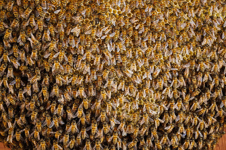 集体在职的细胞养蜂用巢中窝的工作组图片