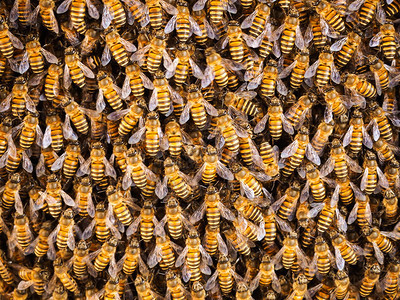 团体养蜂用巢中窝的工作组养人闪电图片