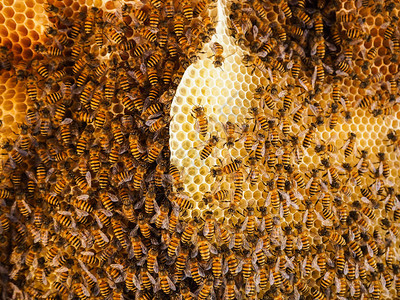 养蜂用巢中窝的工作组房团体花蜜图片