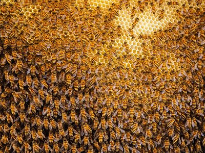 蜂蜡细胞养用巢中窝的工作组产品图片
