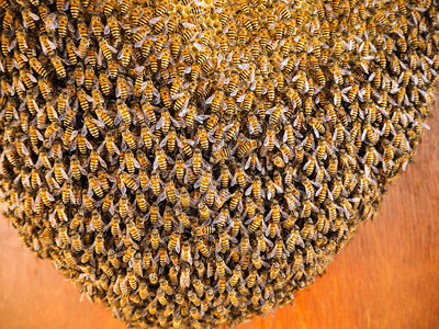 健康养蜂人用巢中窝的工作组昆虫图片