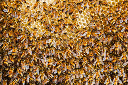 在职的养蜂用巢中窝的工作组团体产品图片