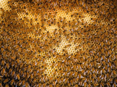 工人养蜂用巢中窝的工作组蜜产品图片