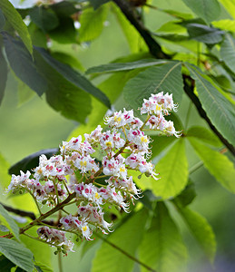 UkrawKywork栗子的美丽春花之乌克兰KirchnutKywuk绿色植物学枝条图片