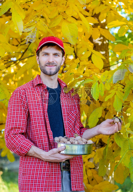 在秋天聚集美味的坚果男人拿着盒子装满新鲜的胡桃子在秋天收集美味的坚果营养满自然图片