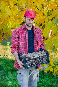 植物农场采摘在秋天聚集美味的坚果男人拿着盒子装满新鲜的胡桃子在秋天收集美味的坚果图片
