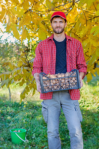 核桃农场欢迎在秋天聚集美味的坚果男人拿着盒子装满新鲜的胡桃子在秋天收集美味的坚果图片