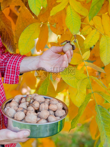 素食主义者贝壳在秋天聚集美味的坚果男人拿着盒子装满新鲜的胡桃子在秋天收集美味的坚果树图片