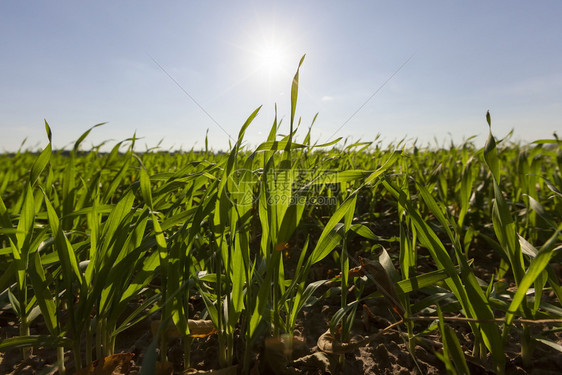 气候小麦从后面照亮阳光白天绿草田地农业等之后照亮的阳光日间绿草田地农业大麦有机的图片