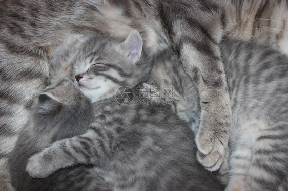 美丽的孵化睡觉小猫儿喝着他母亲的牛奶苏格兰纯种小猫儿从他母亲那里喝牛奶图片