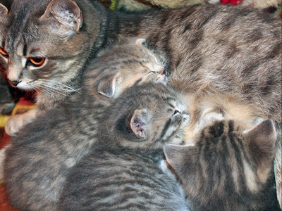 毛皮孩子们小猫儿喝着他母亲的牛奶苏格兰纯种小猫儿从他母亲那里喝牛奶年轻的背景图片