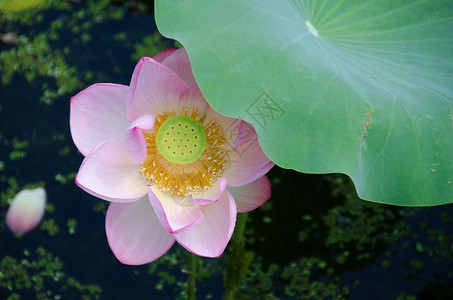 细节美丽的粉红莲花漂亮的粉红色莲花详情内卢布努西法拉花园池塘图片