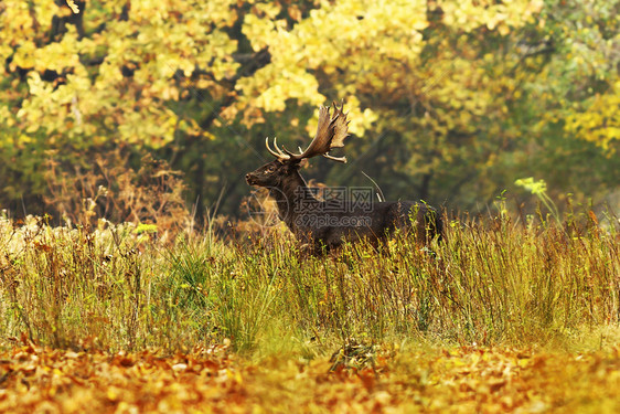 橙动物欧洲的美丽落地鹿公牛与伟大的鹿角在秋天森林中行走达马图片