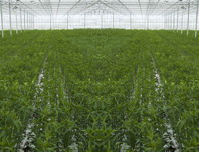 舌头植物群收成用于种植和向世界销售的百合温室图片