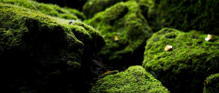 植物美丽明亮的绿苔长大后遮盖着石头粗糙的图片