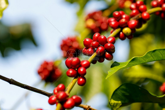 树上红色的咖啡豆浆果图片