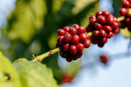 树上红色的咖啡豆图片