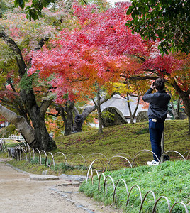 草日本福田高原花园的日式秋月颜色传统的旅行背景图片