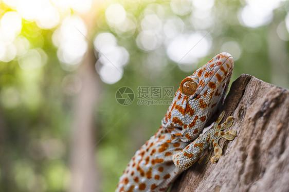 壁虎紧贴TokayGecko在绿色模糊背景的树上缠着一棵野生动物图片