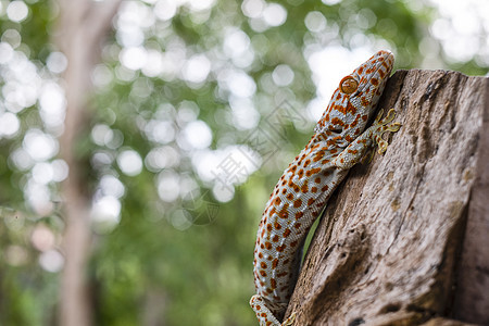 细节TokayGecko在绿色模糊背景的树上缠着一棵挑衅的爬行动物图片