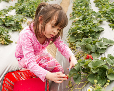 绿色庄稼在草莓地上摘的亚洲女孩沃图片