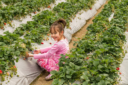 草药绿色沃在莓地上摘的亚洲女孩图片