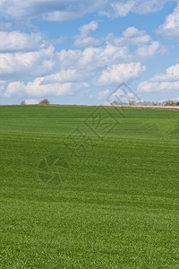 农场地小路春天的农田景观图片