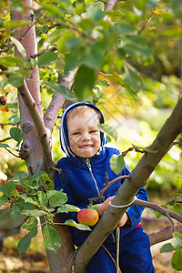 分支有机的户外个小男孩坐在苹果树上乡村生活图片