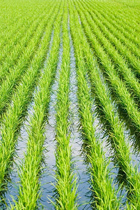 文化绿田亚洲稻农业粮食图片