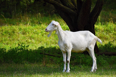 春天牧场上美丽的白山羊放牧国内的图片