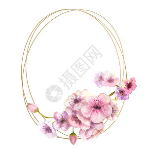 卡片樱花枝金框上有粉红色的花朵孤立白色背景春天框架水彩插图樱花孤立的白色背景设计元素夏令美丽的图片