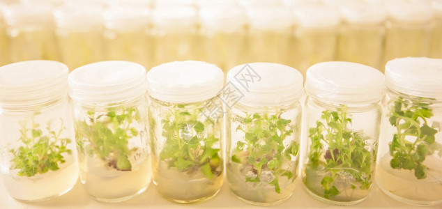 室内的叶子实验Asparagus和其他热带植物的组织培养近距离镜头在试验管中生长农业实验室玻璃图片