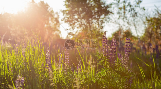 夕阳的花田春紫和粉红色葡萄花在绿草中柔软日落的阳光田黄昏鲜花青草中紫和粉红色露花黄的开充满活力图片