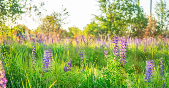 夕阳的花田春紫和粉红色葡萄花在绿草中柔软日落的阳光田黄昏鲜花青草中紫和粉红色露花黄的荒野朵图片