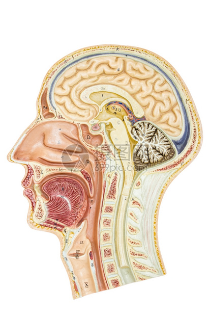 身体白种背景孤立教育的交叉部分人头学校生物图片