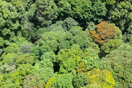 生长雨林户外森的空中观察图片