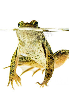 动物群在水面的绿青蛙游泳白底被隔离菌类图片