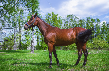可爱的红色乡村青棕小马站在绿草地上夏天阳光明媚的日照耀着树枝背景下夏日在草地上选择关注布朗马图片